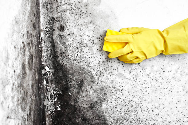 Best Black Mold Removal  in Mount Kisco, NY