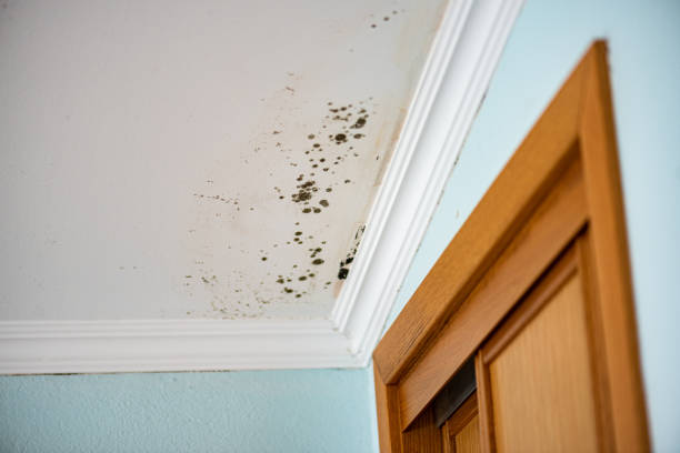 Professional Mold Removal in Mount Kisco, NY