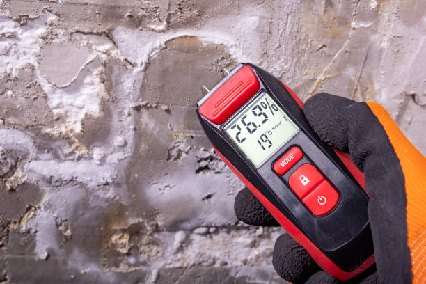 Trusted Mount Kisco, NY Mold Removal Experts