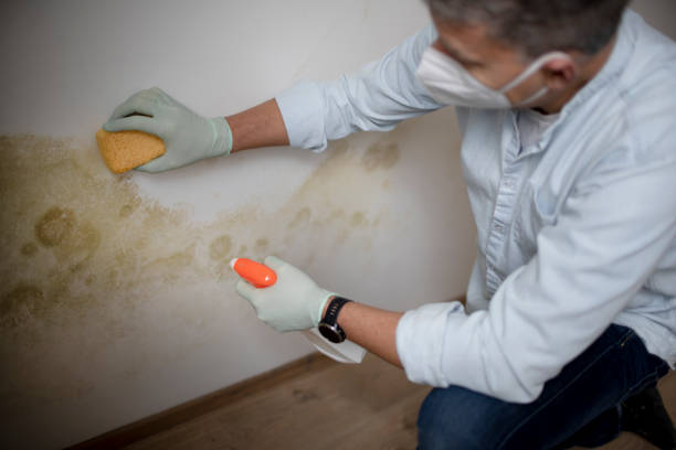 Best Residential Mold Removal  in Mount Kisco, NY