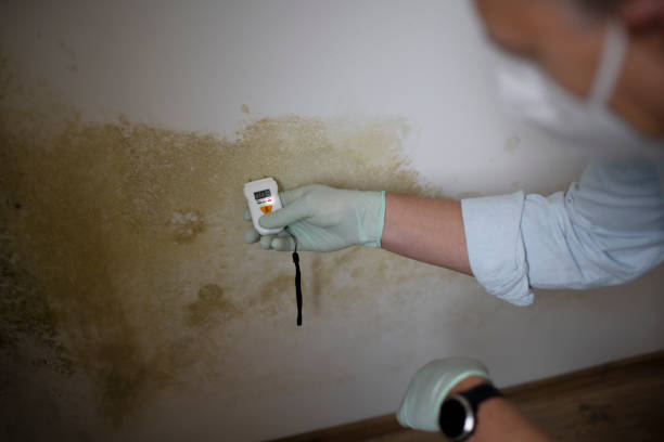 Best Fast Mold Removal  in Mount Kisco, NY