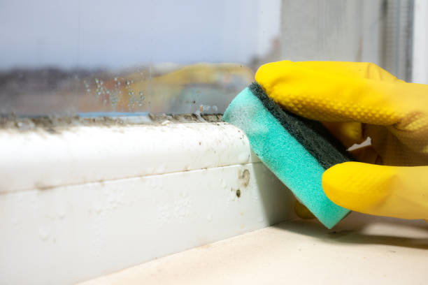 Attic Mold Removal in Mount Kisco, NY