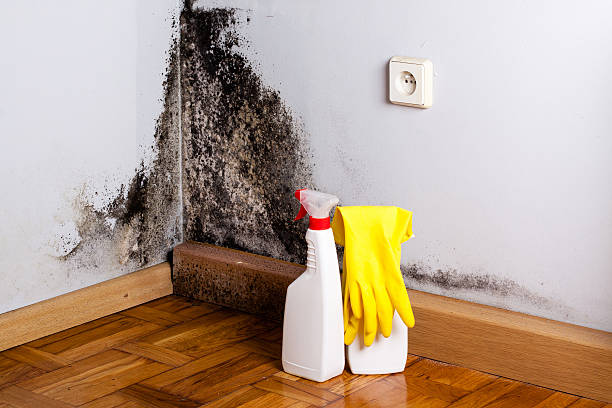 Best Toxic Mold Removal  in Mount Kisco, NY