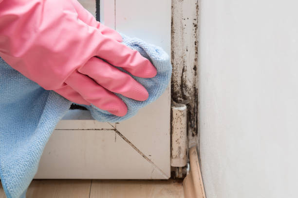 Best Mold Removal Near Me  in Mount Kisco, NY